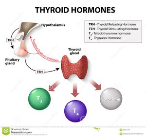 Thyroïd hormon rim 2019.jpg