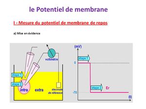 Potentiel de membrane au repos.jpg