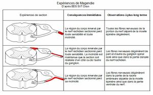 Magendie-tableau.jpg