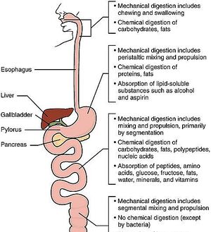 Digestion mécanique et chimique.jpg