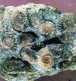 1313251-Calcaire à ammonites.jpg