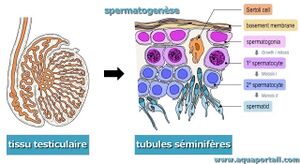 Spermatogenèse A.S 1960.jpg