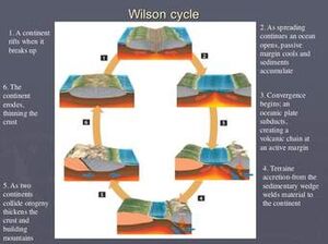 Cycle Wilson.jpg
