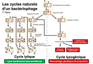 Wajih bacteriphage.jpeg