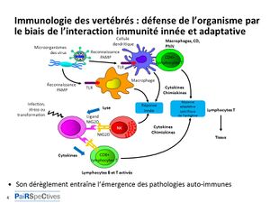 Immunologie5.jpg