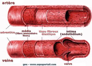 Veine VS artère.jpg