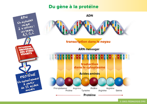 Myma- svt -du gène àla protéine .PNG