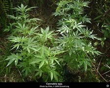 Cannabis spp plant5.jpg