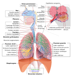 Respiratory system complete fr.svg mm.png
