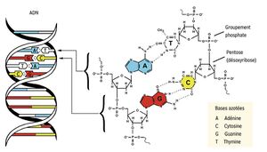 Structure chimique -DNA.JPEG