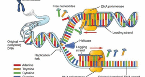 Adn-polymerase-replication.gif