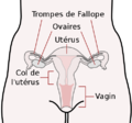 481px-Scheme female reproductive system-fr svg.png