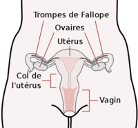 Appareil reproducteur interne de la femme