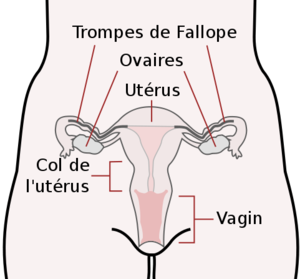 481px-Scheme female reproductive system-fr svg.png