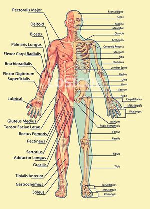 Anatomie humaine.jpg