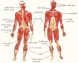 العضلات1.jpg