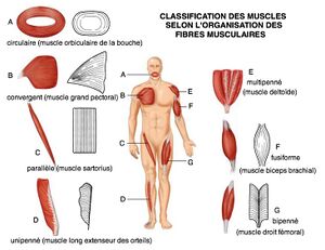 Muscles striés classification.jpg