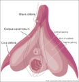 Clitoris inner anatomy.gif