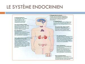 LE+SYSTÈME+ENDOCRINIEN.jpg