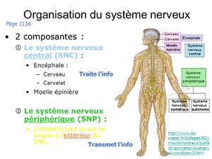 Système nerveux Mokhtar1.jpg