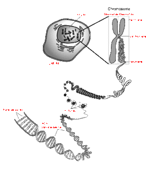 Chromosome.gif