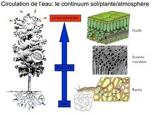 Circulation de l'eau.jpg