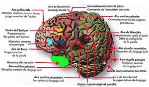 Cellules cerebrales 3.jpg