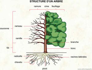 Structure-arbre-simple.jpg