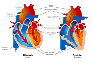 Difference-between-systolic-and-diastolic.png