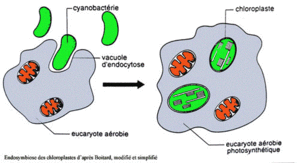 5PhagocytChloro.gif