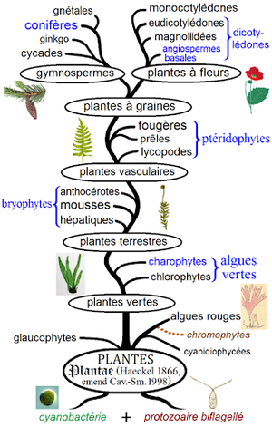 Classification des végétaux.png