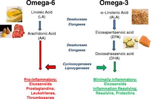 Dietary-sources-and-general-metabolic-pathway-for-omega-6-and-omega-3-polyunsaturated.png.jpg