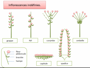 Inflorescence indefinies.gif