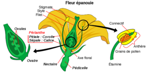 Anatomie de la fleur d'angiosperme.png