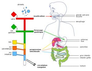 Tube digestif 3.gif