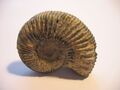 800px-Ammonite cat.jpg