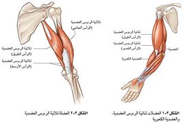 حركة الجسم عن طريق انقباض وانبساط العضلات