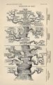 800px-Tree of life by Haeckel.jpg
