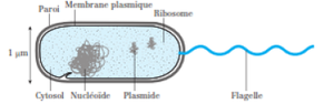 Cellule procaryote.png