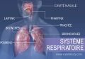 1C-Système-respiratoire-MASTER-FRmm.jpg