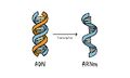 ARN-ADN-Transcription-vaccin-didactique.jpg