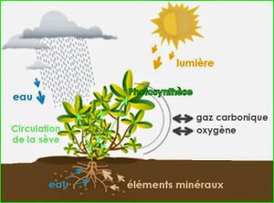 Photosynthèse.jpg