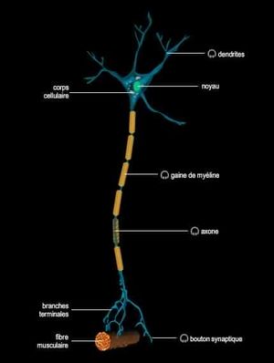 Stucture.neurone.jpg