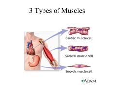 3types de muscles.jpg