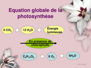 La photosynthése equation globale.gif