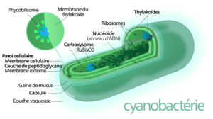Cyanobacterium-fr.svg.png