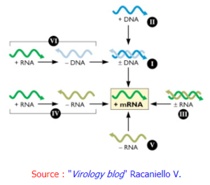 Réplication et transcription du génome viral.png