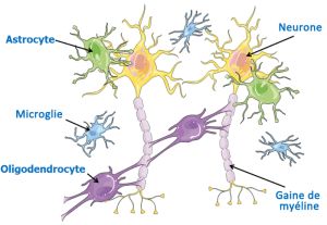 Cellules cerebrales actives 1.jpg